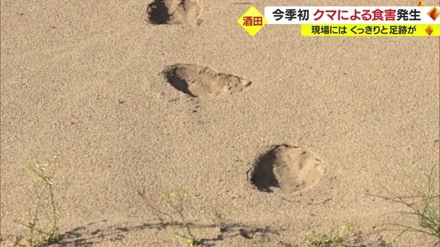 現場にはクマの足跡が