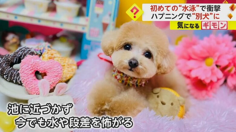 池に落下した後、水や段差を怖がるようになったというむったくん