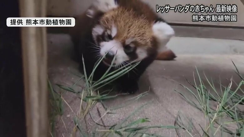9月以降に一般公開を予定（提供 熊本市動植物園）