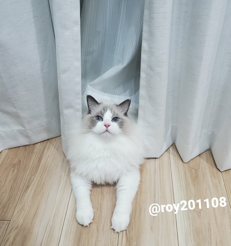 提供：ロイくん@roy201108さん