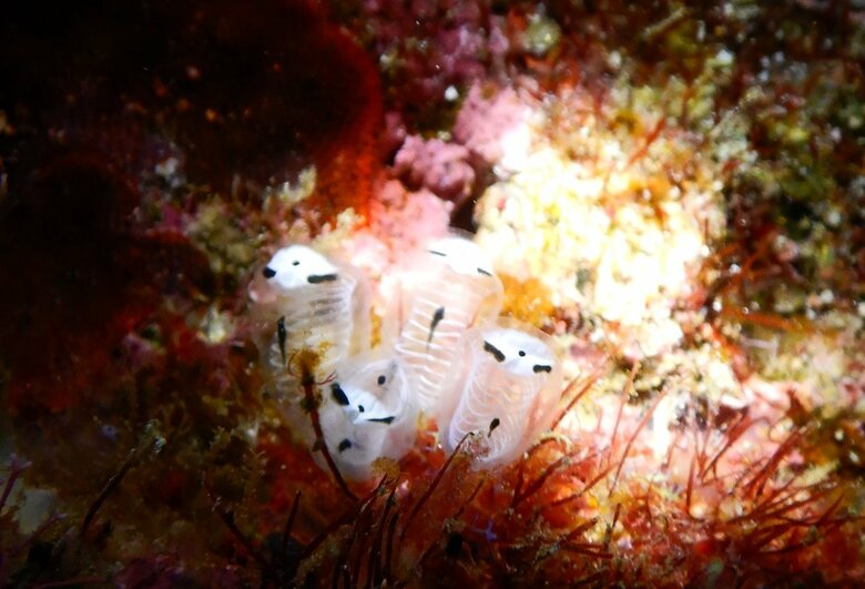 ガイコツパンダホヤ（提供：北海道大学大学院理学院博士後期課程3年 長谷川尚弘さん）