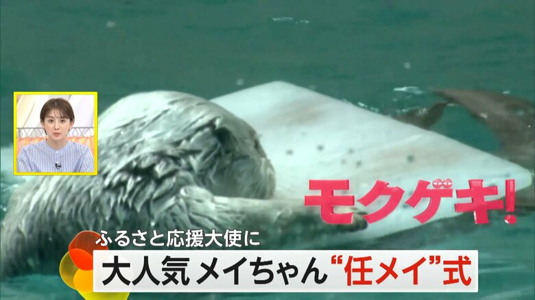 三重・鳥羽市の鳥羽水族館で「鳥羽市ふるさと応援大使」に任命されたラッコ