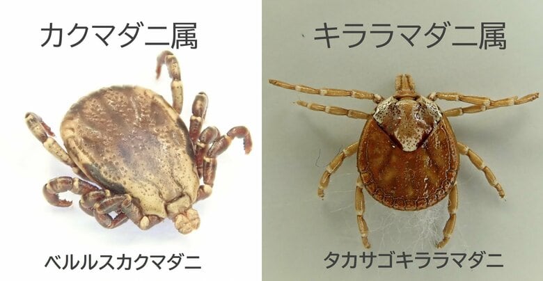 被害に遭いやすいカクマダニ属、キララマダニ属（画像提供：西海太介さん）
