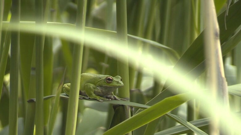 多様な動植物が共生