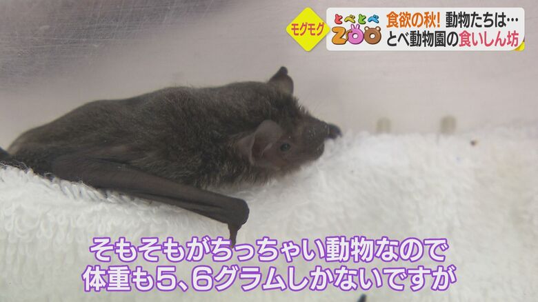 小さくてもよく食べるアブラコウモリ
