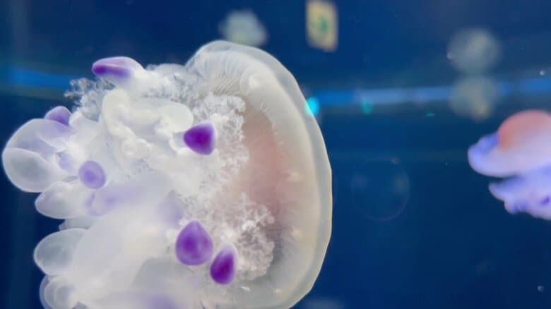 （提供：新江ノ島水族館）