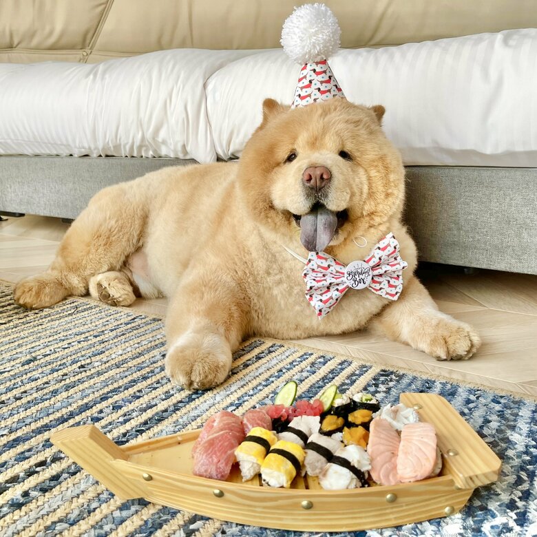 お誕生日祝いの犬用お寿司