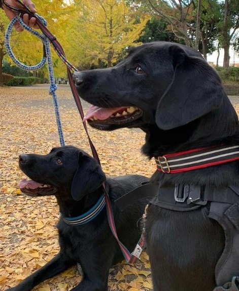 青い首輪がレオンくん、赤い首輪がハンナちゃん