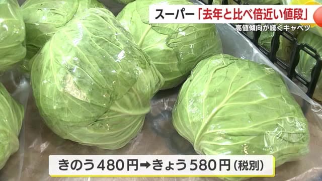 1玉580円も！高値傾向続くキャベツ　販売側や飲食店、消費者の現状、今後は？　鹿児島県