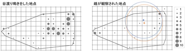 図5．ある日に1羽の雄が谷渡り鳴きを行った地点とメスが観察された地点の関係