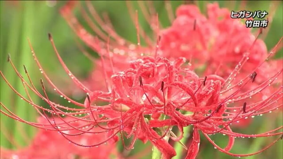 赤いじゅうたんが秋の訪れ告げる ２０万本のヒガンバナ見ごろ 大分 Fnnプライムオンライン