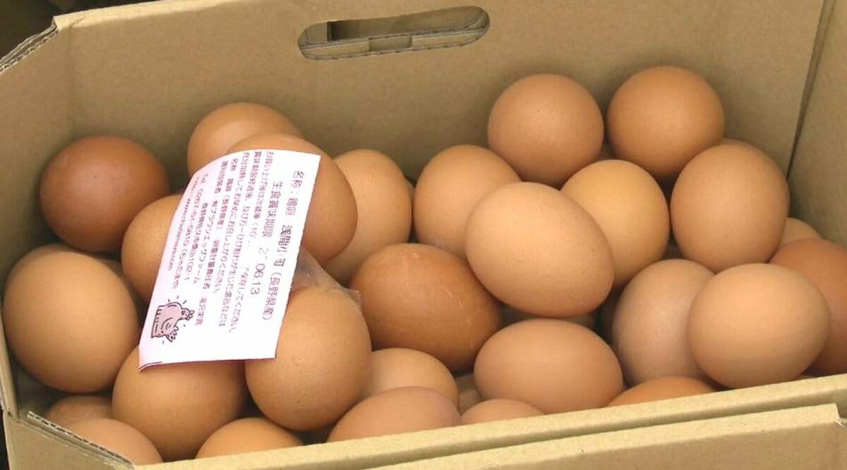 ニワトリ約2万2000羽が焼け死ぬ 鶏舎2棟を全焼した火事から1週間 “買っ
