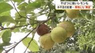 果物にも異変！干ばつに強いとされるレモン栽培にも少雨が影響…香川用水取水制限強化に生産者は【香川】