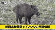 【イノシシ目撃情報】新潟市秋葉区でイノシシ複数頭を目撃　警察が警戒活動