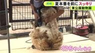 100人以上が見守る…動物園で夏本番を前にヒツジの毛刈り 20分ほどで約2kgが刈られすっきりとした姿に