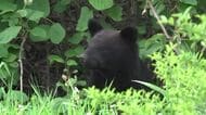 盛岡市中心部でクマの目撃相次ぐ　岩手大学出没のクマと同一か　岩手県
