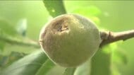 5月のひょう被害に5300万円余りの緊急支援　福島県が補正予算案　総額は16億9700万円