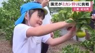 背丈より高い所のものも…幼稚園児がミカン狩りに挑戦 農家から美味しいものの見分け方やハサミの使い方教わる