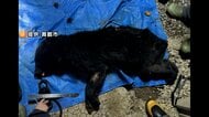 住宅軒下に…親子とみられるクマ2頭駆除　体重25キロのメスと5キロのオス　京都府では初となる緊急銃猟実施　京都・舞鶴市