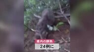 大館市で捕獲の野生イノシシが豚熱感染　秋田・大館市