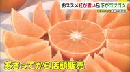 紅が濃いのが美味　下がゴツゴツしていると糖度高め　高級かんきつ「紅まどんな」松山市で初出荷【愛媛】