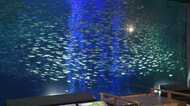 苦境の水族館が考案！マイワシの水中ショー　約1万匹を誘導し光と泡で魅せる…飼育員「生き物の命を輝かせるのが使命」