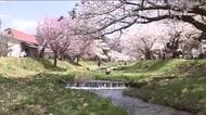 桜の名所・観音寺川（福島・猪苗代町）　約1キロのサクラ並木が満開に　18日からはイベントも　