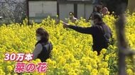 ３０万本の菜の花が咲き誇る　まるで黄色い絨毯のよう　広島・福山市田尻町
