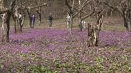 薄紫の“花のじゅうたん”広がる　カタクリの花見頃　そよ風に揺れる愛らしい花にうっとり　秋田・仙北市