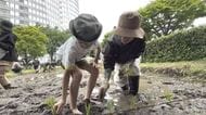 六本木ヒルズ屋上で「ひめの凜」田植え　都心で愛媛のブランド米ＰＲ　特設水田に「キャー」【愛媛】