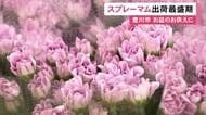 鮮やかな色付きに…お盆のお供え向けの花『スプレーマム』出荷の最盛期 全国向けに約50万本 愛知県豊川市