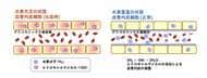 水素豊富生理食塩水が出血性ショックの血管内皮を保護し生存率を改善｜MiZ・大阪公立大学 共同研究