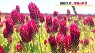 水田に広がる深紅のじゅうたん　イチゴに似た「クリムソンクローバー」咲き誇る　刈り取りコメ作りの肥料に　福井