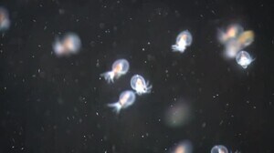 ふわふわと水中を浮遊 ミズダコの赤ちゃんが人気【福井・越前松島水族館】