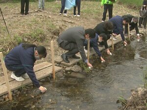 幻想的な光の乱舞に期待…ゲンジボタルの幼虫を中学生が放流 自然科学部の生徒らが卵からふ化させ育てる