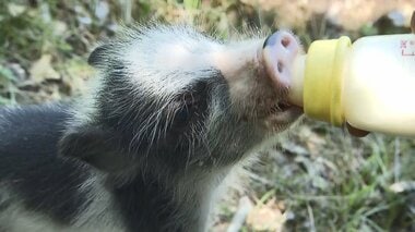元気いっぱい3匹の子ブタ 誕生と同時に“ブタチーム”も結成…ショーデビューに向けて猛特訓【香川発】