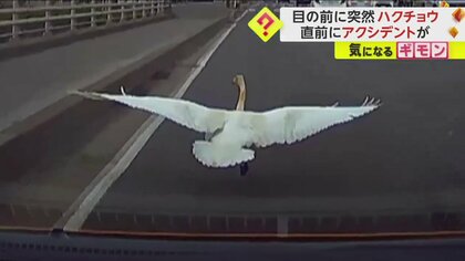 【突然のハクチョウ】走行中の車の目前に…電線触れ車道落下か　運転手「シカとかあるがハクチョウは初」　北海道･苫小牧