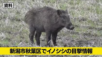 【イノシシ目撃情報】新潟市秋葉区でイノシシ複数頭を目撃　警察が警戒活動