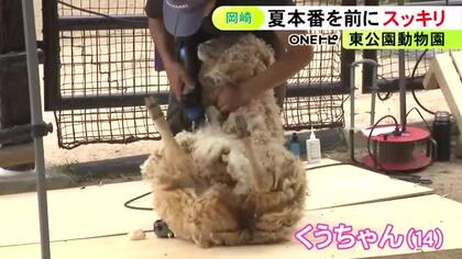 100人以上が見守る…動物園で夏本番を前にヒツジの毛刈り 20分ほどで約2kgが刈られすっきりとした姿に