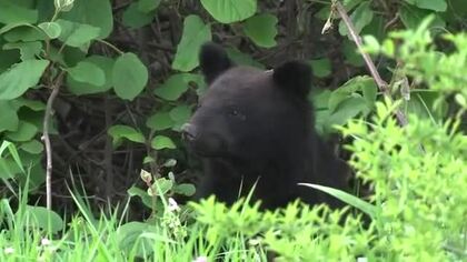 盛岡市中心部でクマの目撃相次ぐ　岩手大学出没のクマと同一か　岩手県