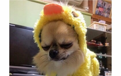 「飼い主の気持ちとは裏腹に」かわいい服を着せたチワワが“悲痛な表情”…服が嫌いなの? 飼い主に聞いた