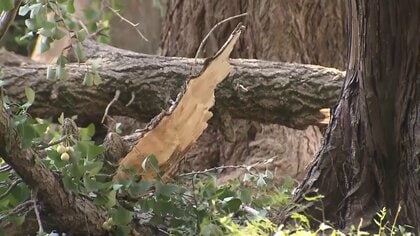 「ロケット花火のような音がした」遊歩道のイチョウの枝が突然落下　下敷きになった男性死亡　“ギンナン”の重み原因か　東京・日野市