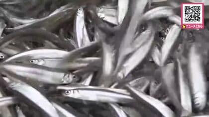 漁期はわずか1週間…北海道網走湖でワカサギ漁解禁も資源量減少の恐れで大幅短縮_暴風で”青潮”発生_例年1月の「氷下漁」も休漁に（北海道網走市）