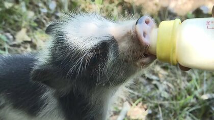 元気いっぱい3匹の子ブタ　誕生と同時に“ブタチーム”も結成…ショーデビューに向けて猛特訓【香川発】