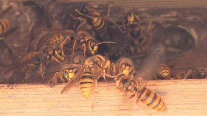 秋に凶暴化する「スズメバチ」…専門家に聞いた“刺されないための3つのポイント”　敵とみなされる色とは