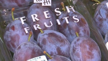 「甘くておいしい」プルーン最盛期　丸ごとスイーツも　長野県佐久地域で9月13日からイベント