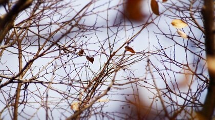 週明け27日に東京と近畿で「木枯らし1号」か…10月に観測されれば東京は8年ぶり