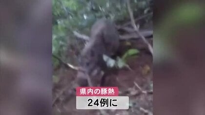 大館市で捕獲された野生イノシシ、豚熱に感染　秋田