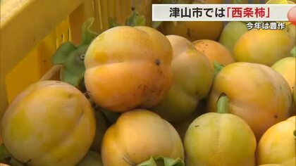 県内最大の産地・津山市で「西条柿」収穫始まる　猛暑で少雨ながら豊作【岡山】