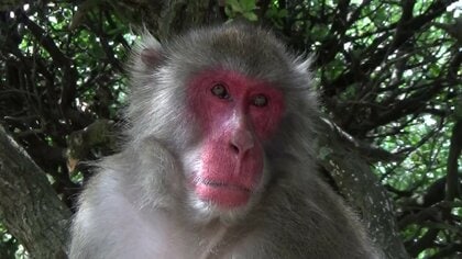 12代目「トラ」襲名　約200匹率いる「新ボス」誕生　重度の花粉症もチャームポイントに【香川発】